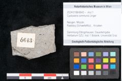 Foto (Objekt + Etikett) von Cystoseira communis Unger (NHMW-GEO-2024-0188-6643)